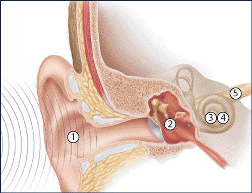 the anatomy of the ear